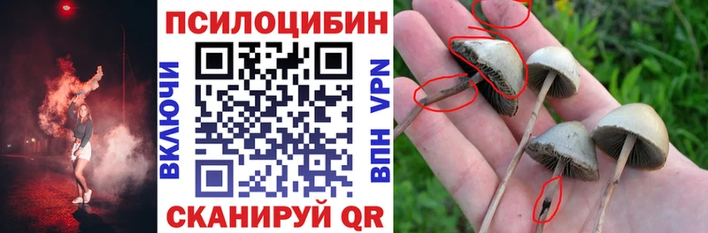 Галлюциногенные грибы Psilocybe  Ефремов 